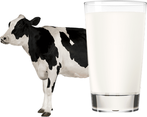 牛乳と牛の画像